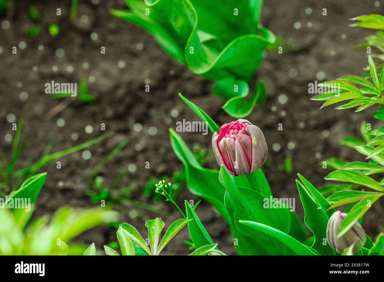 Blühende Tulpen wachsen im Garten. Frühlingsgärtnern, Outdoor-Konzept, Blumenstil. Wunderschöne Naturtapete Stockfoto