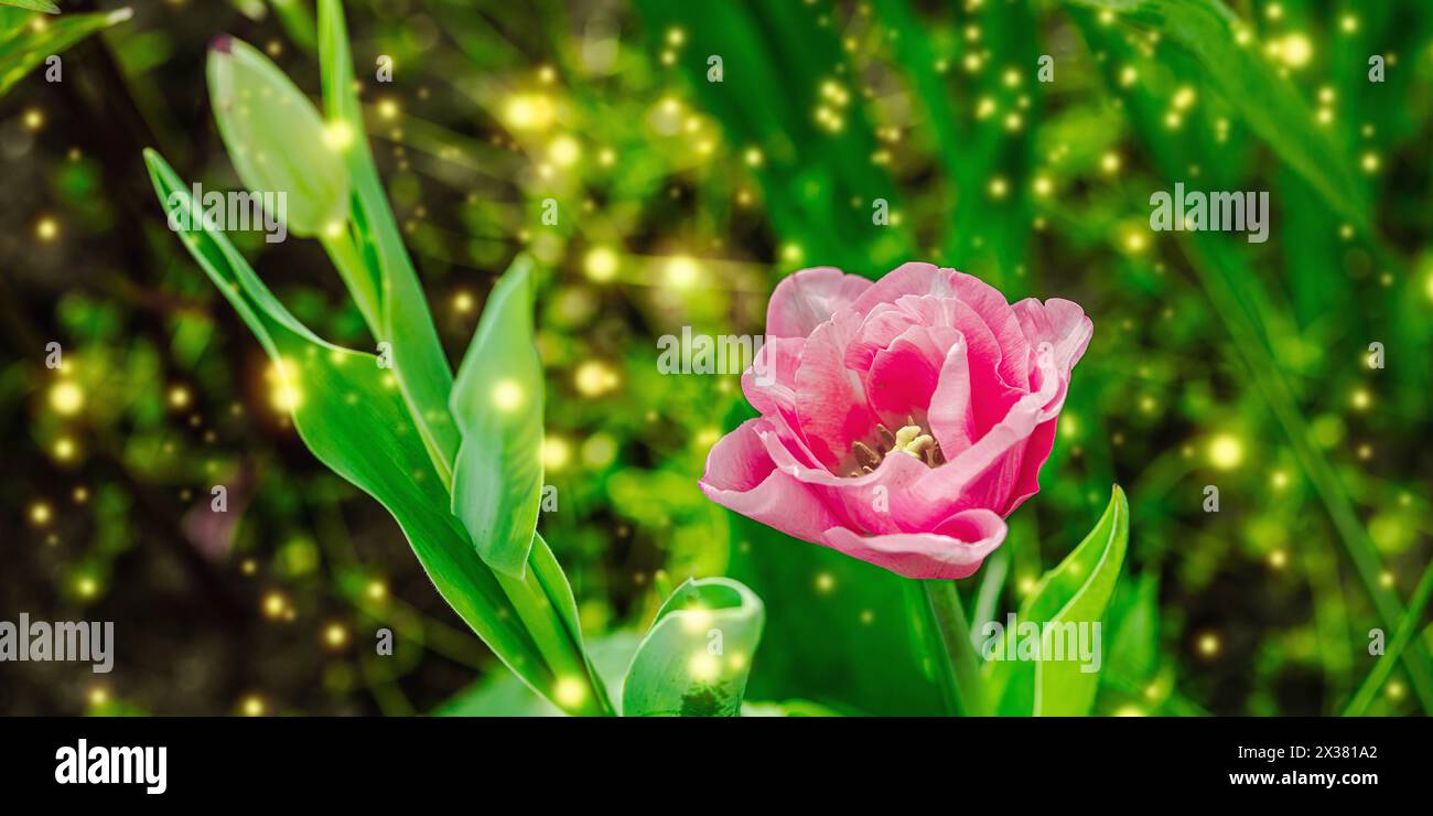 Blühende Tulpen wachsen im Garten. Frühlingsgarten, Outdoor-Konzept Hintergrund, Blumenstil. Wunderschöne Naturtapete, Bannerformat Stockfoto