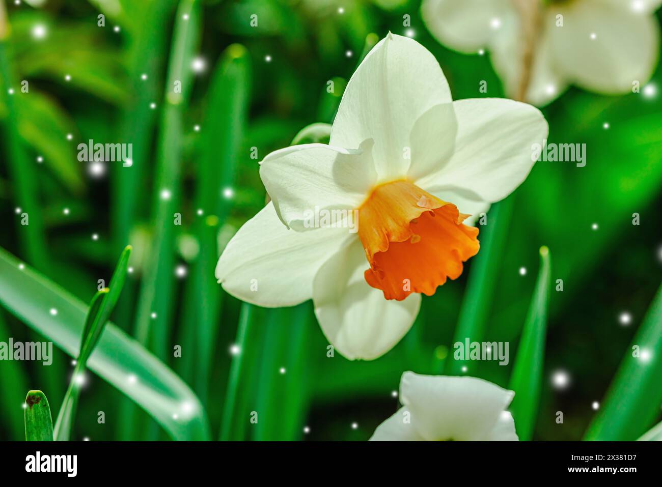 Blühende Narzissen wachsen im Garten. Frühlingsgärtnern, Outdoor-Konzept, Blumenstil. Wunderschöne Naturtapete Stockfoto