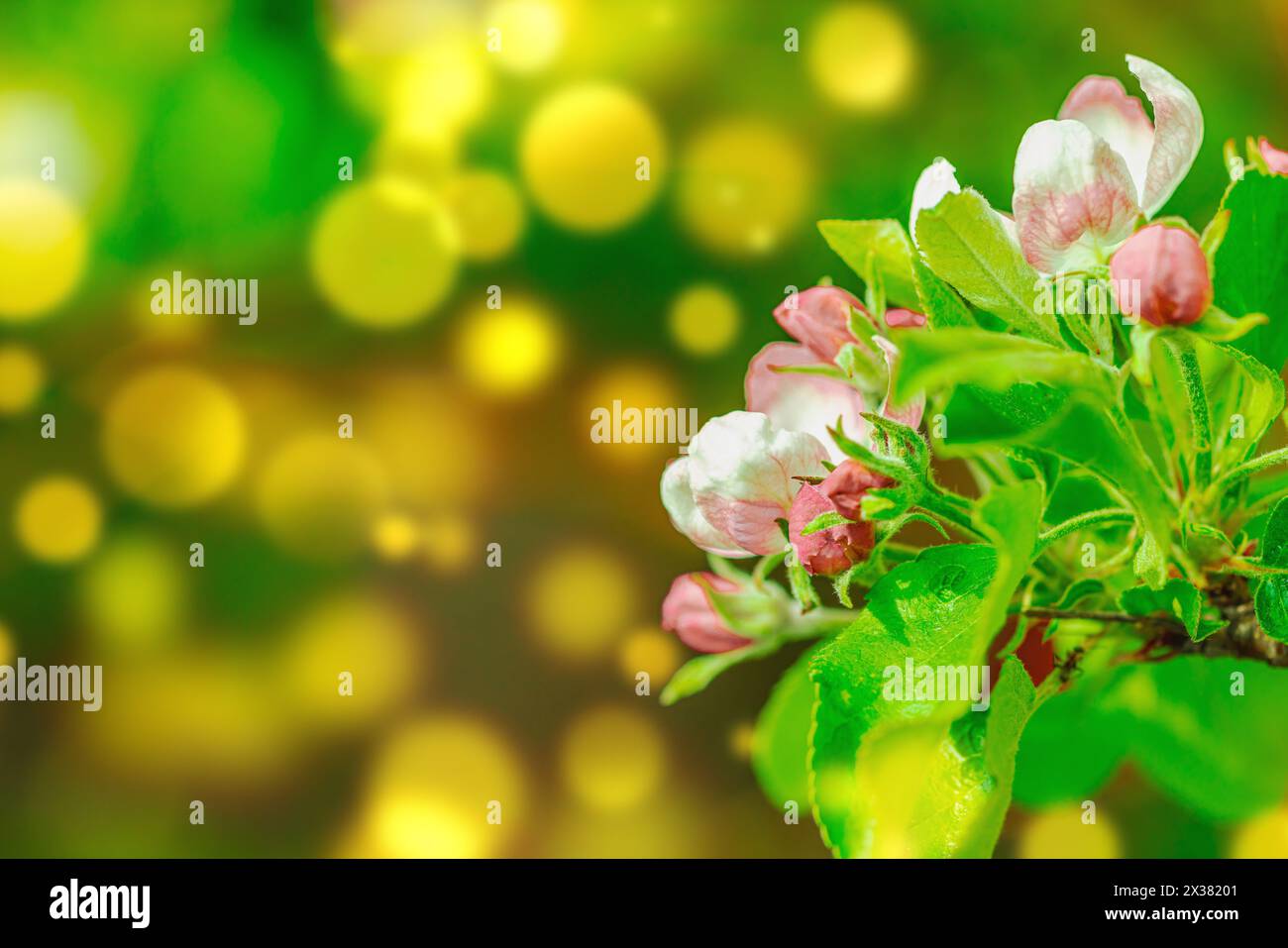 Blühender Apfelbaum im Garten. Frühling saisonal von wachsenden Pflanzen. Gartenkonzept Hintergrund, floralen Stil Stockfoto