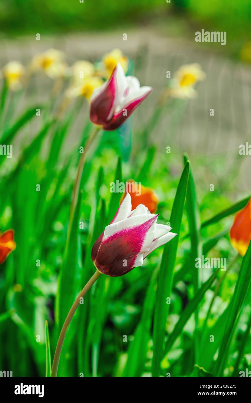 Blühende Tulpen wachsen im Garten. Frühlingsgärtnern, Outdoor-Konzept, Blumenstil. Wunderschöne Naturtapete Stockfoto