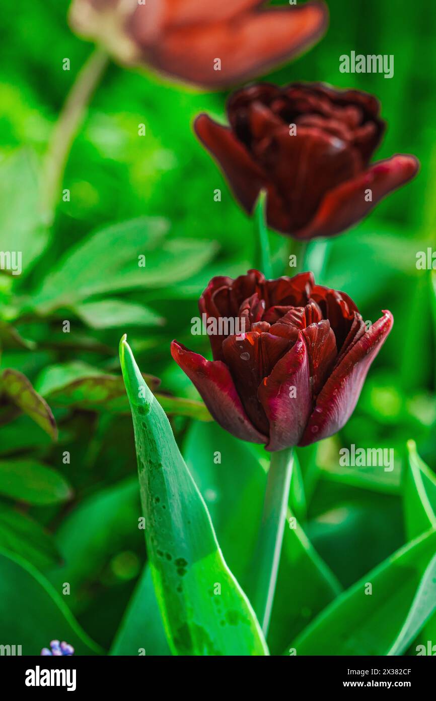 Blühende Tulpen wachsen im Garten. Frühlingsgärtnern, Outdoor-Konzept, Blumenstil. Wunderschöne Naturtapete Stockfoto