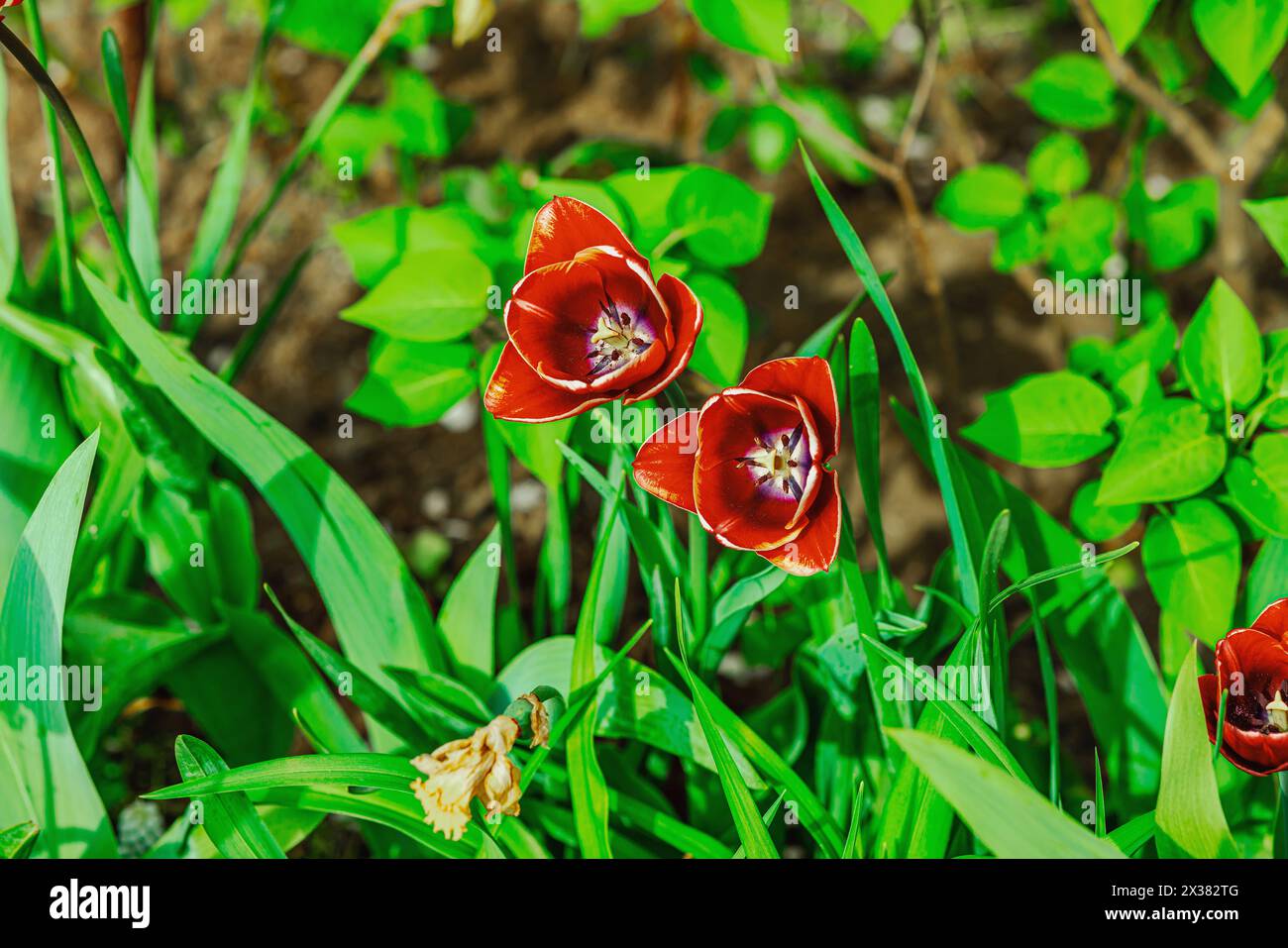 Blühende Tulpen wachsen im Garten. Frühlingsgärtnern, Outdoor-Konzept, Blumenstil. Wunderschöne Naturtapete Stockfoto