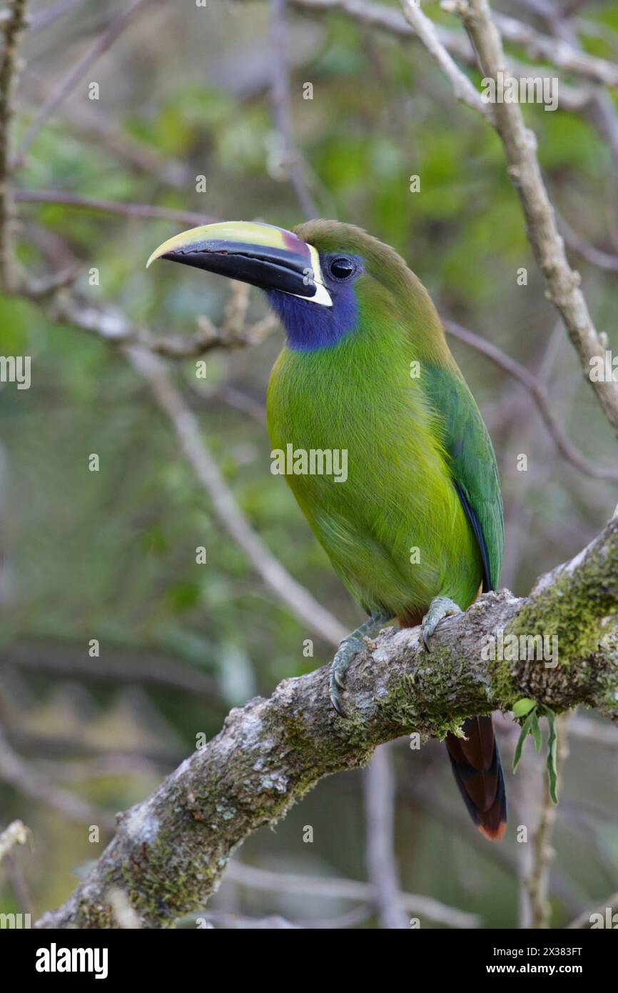 Smaragd Toucanet (Aulacorhynchus prasinus), Monteverde, Costa Rica 26. Januar 2014 Stockfoto