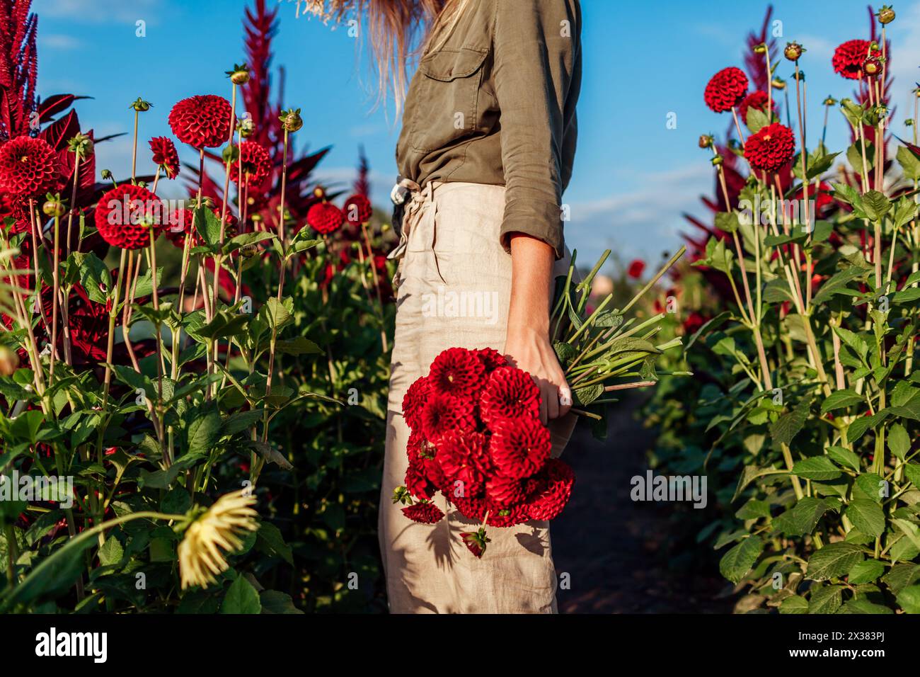 Frisch gepflücktes Bouquet von roten Ball Pompon Dahlien auf der Blumenfarm bei Sonnenuntergang. Gärtnerin pflückt Blumen. Sommerernte. Leerraum Stockfoto