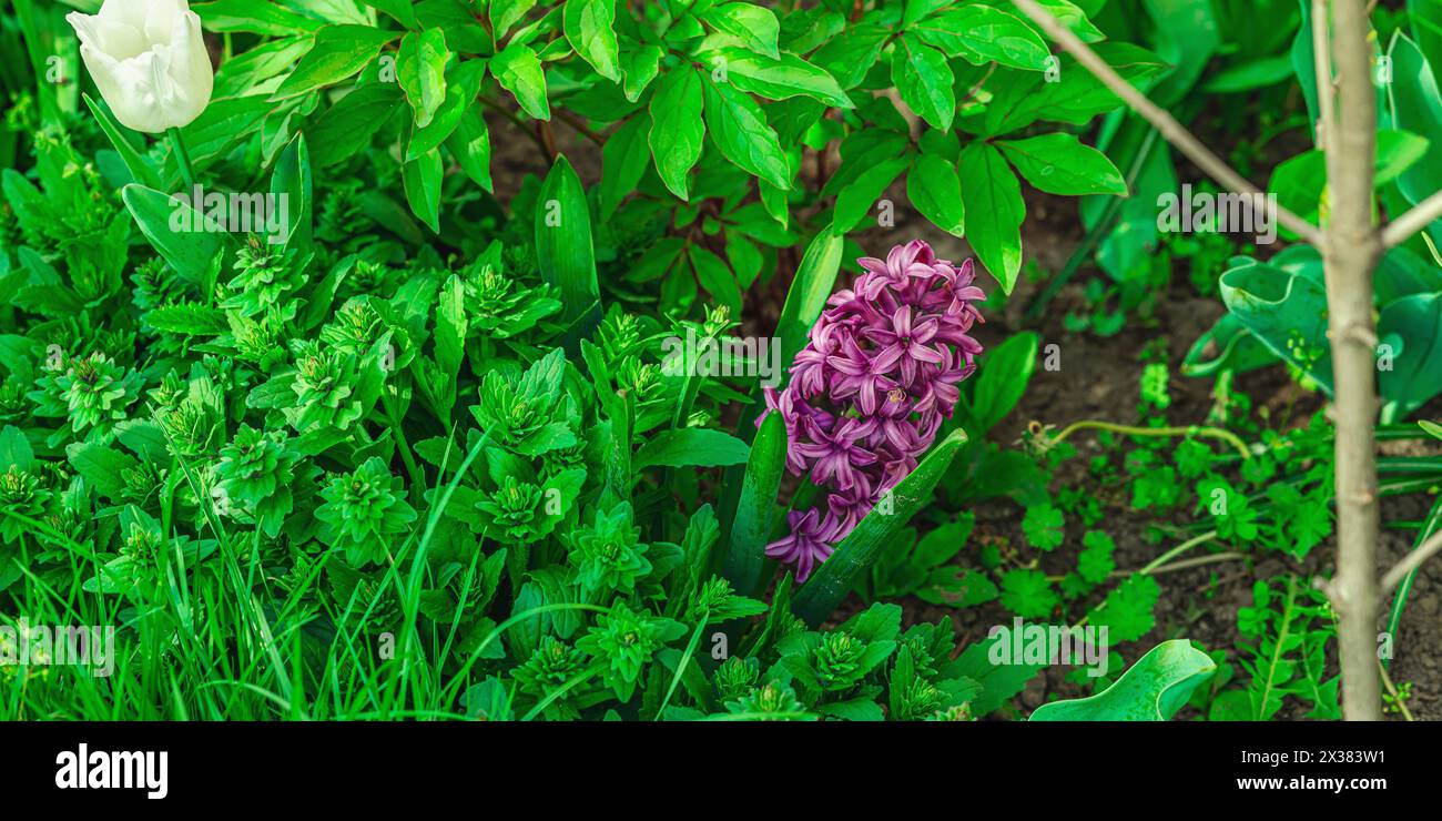 Blühende Hyazinthen wachsen im Garten. Frühlingsgarten, Outdoor-Konzept Hintergrund, Blumenstil. Wunderschöne Naturtapete, Bannerformat Stockfoto
