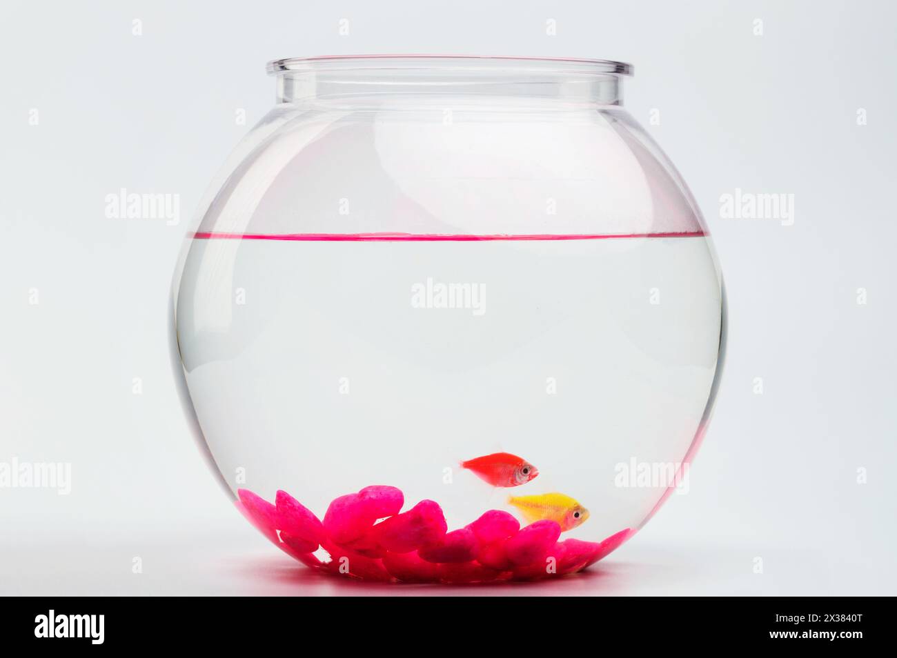 Orangefarbene und gelbe Fische in Aquariumschüssel Seitenansicht isoliert auf Studiohintergrund Stockfoto