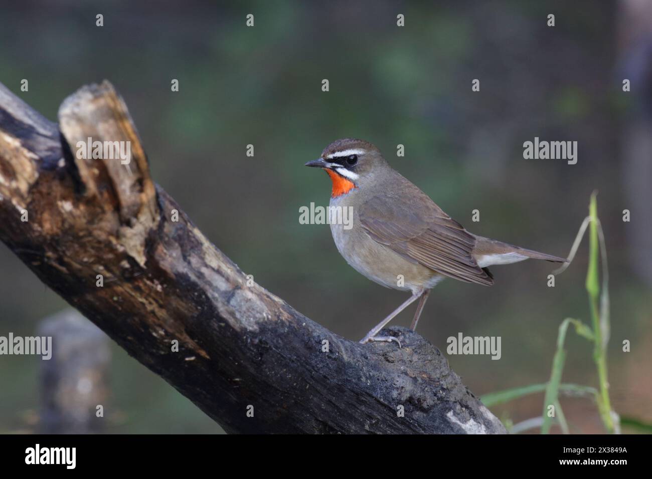 Rubythroat (Luscinia calliope), Long Valley, Hongkong, China Dez. 2013 Stockfoto