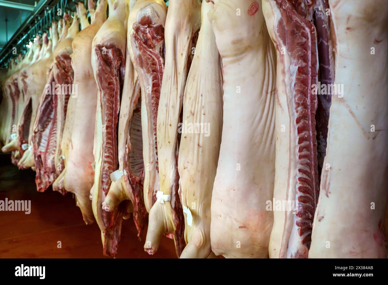 Schweinefleisch in der Produktion. Frische Schweineschlachtkörper in einem Fleischfabriklager. Hochwertige Fotos Stockfoto