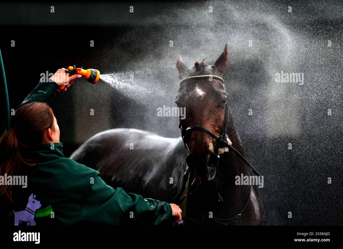 Ein Pferd wird auf der Warwick Racecourse gekühlt. Bilddatum: Donnerstag, 25. April 2024. Stockfoto