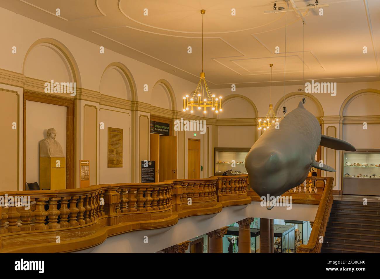 Pottwalmodell im Naturmuseum Senckenberg, Frankfurt Stockfoto