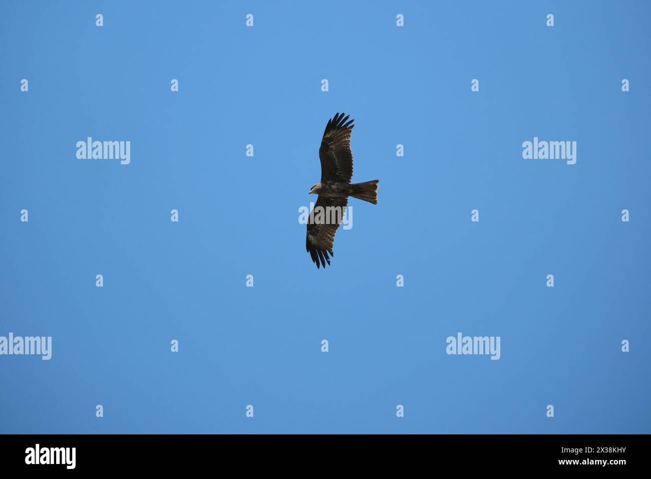 Schwarzer Drachen, Milvus migrans, einzelner Vogel im Flug Stockfoto
