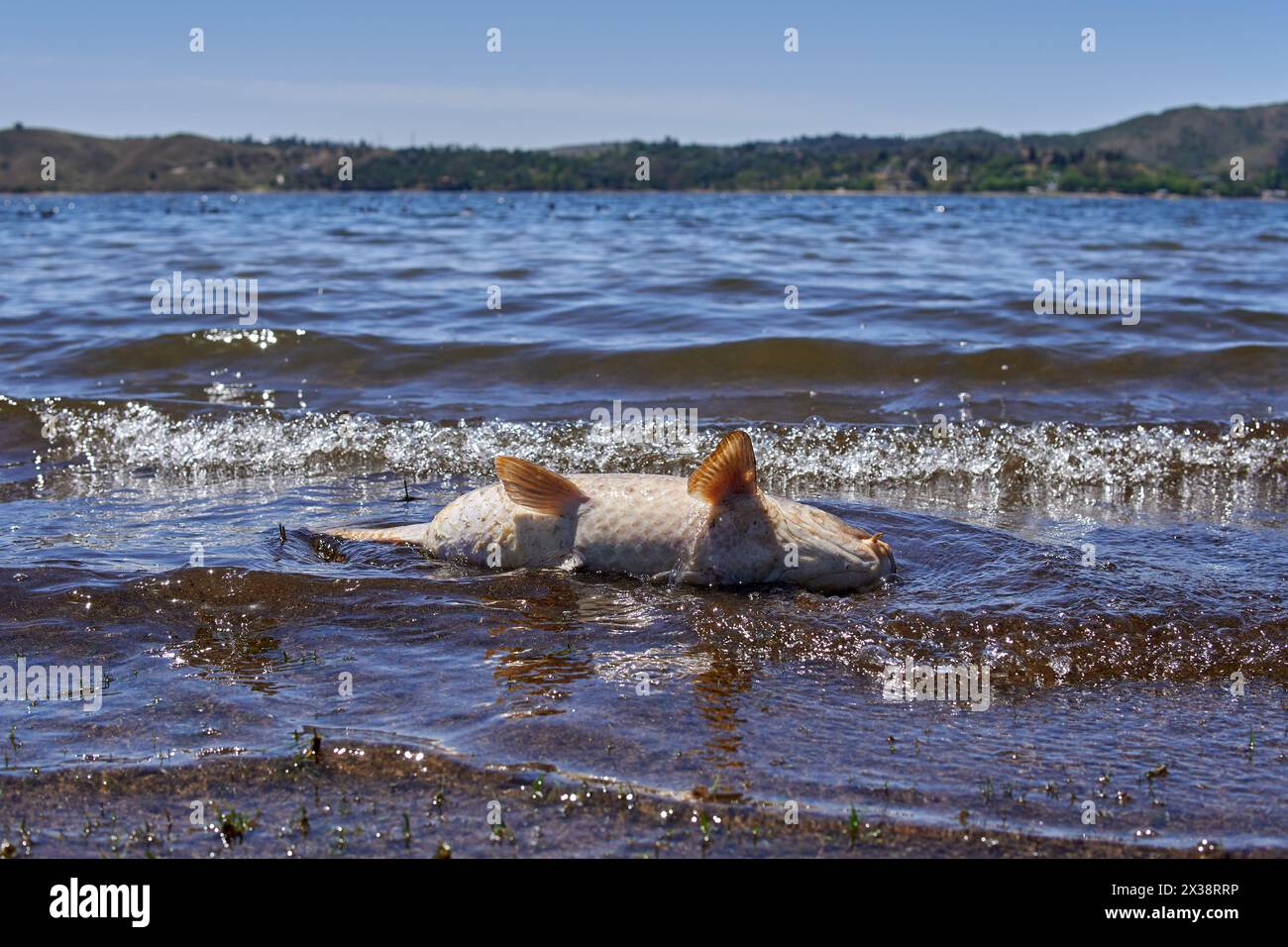 Tote Fische am Ufer eines Sees in Cordoba, Argentinien. Konzept der Wasserverunreinigung Stockfoto