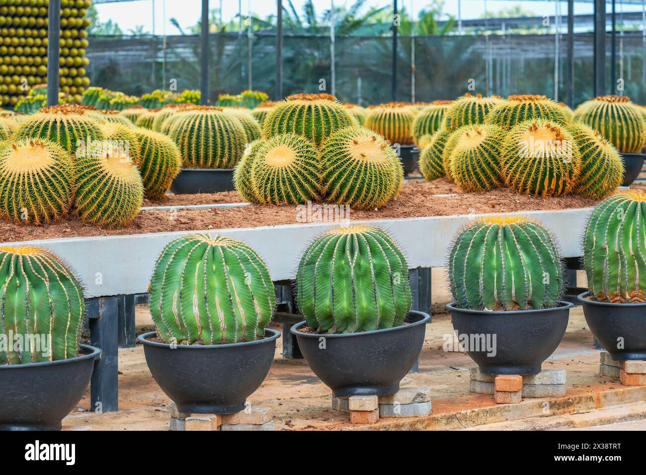 Große Auswahl an Kakteen echinocactus grusonii im ariden Gartenklima. Stockfoto