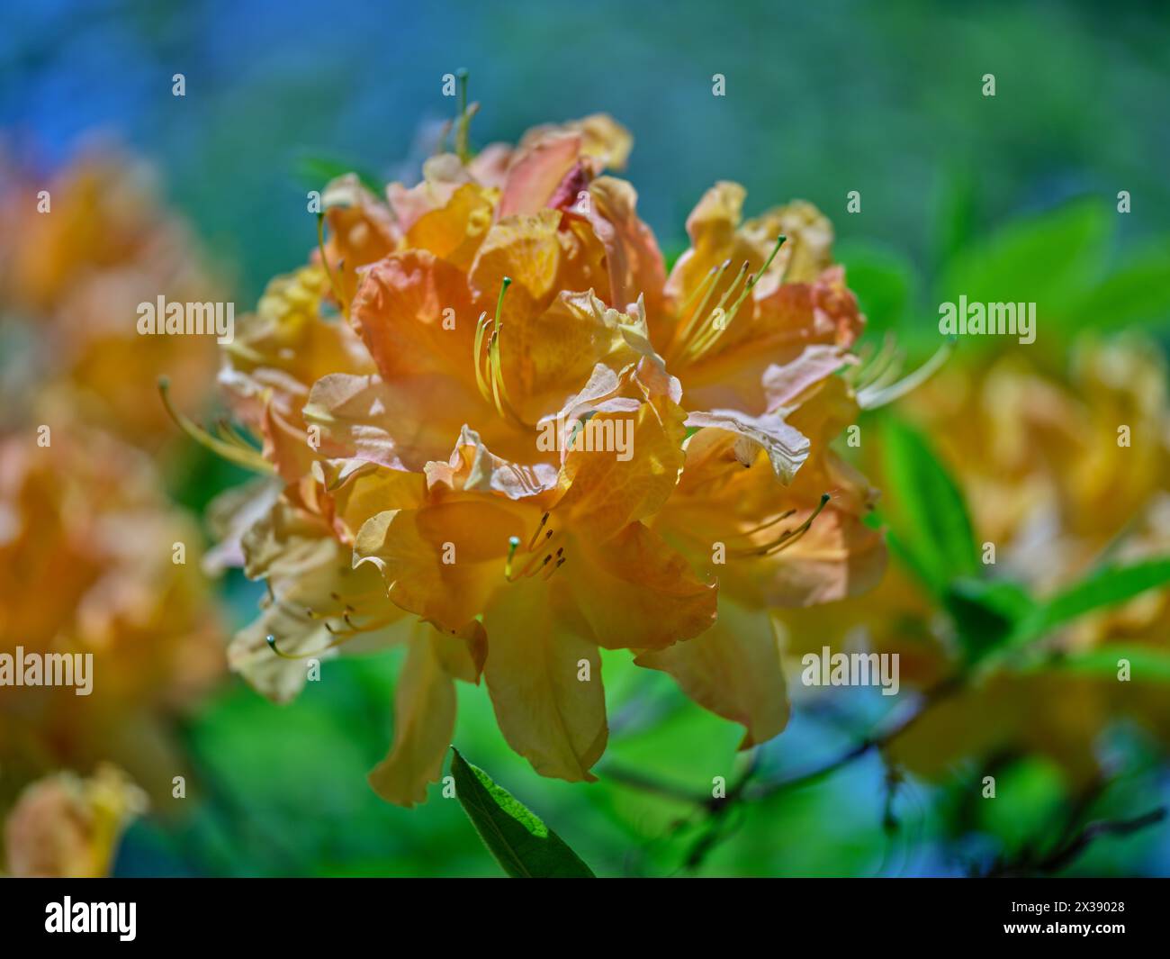 Orangenrhododendron-Azaleenblüte Stockfoto