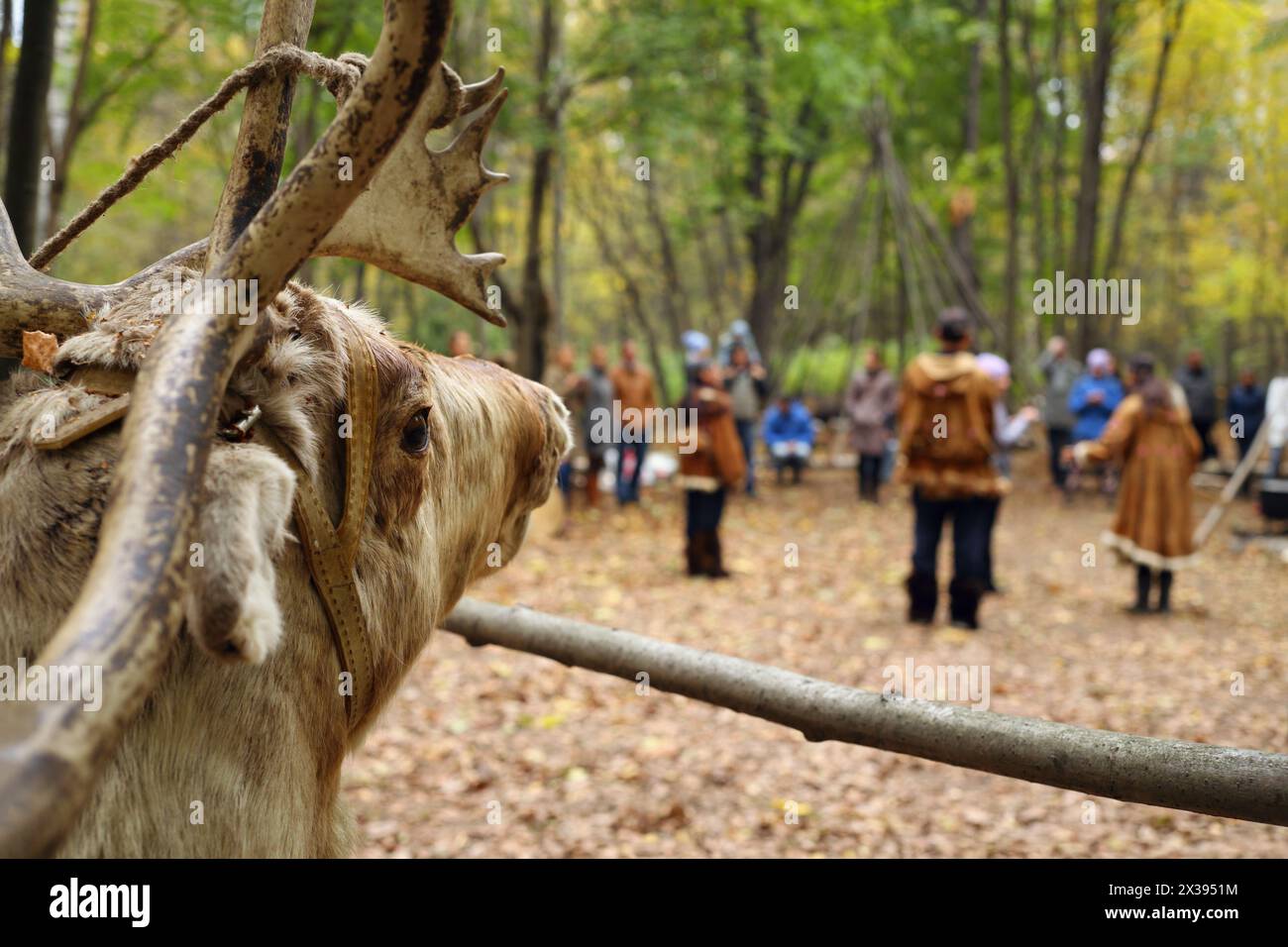 Gefüllte Hirsche und Menschen in Nationalkostümen von Chukchi, die im Herbstwald außer Fokus stehen Stockfoto