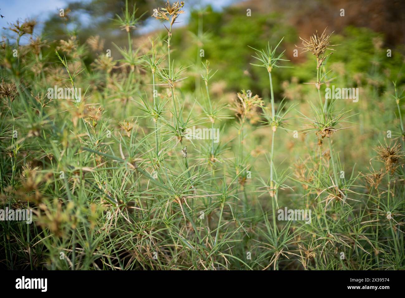 Spinifex-Samen. Spinifex-Pflanzen sind eingeschlechtlich und tragen entweder männliche oder weibliche Blüten. Stockfoto