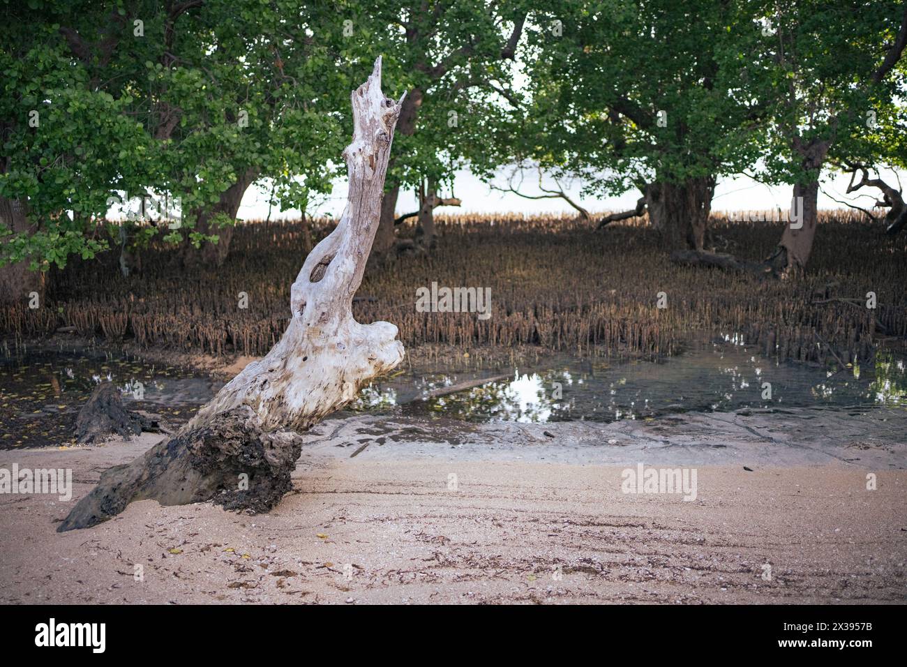 Toter Mangrovenbaum im Mangrovenwald. Stockfoto