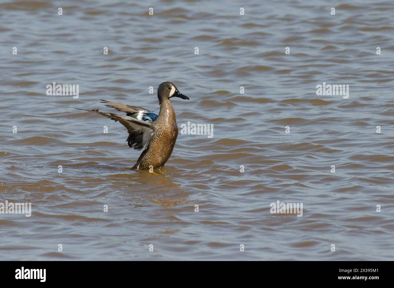 Blaugeflügeltes Teal, Spatula discors, männliches Flügelflattern Stockfoto