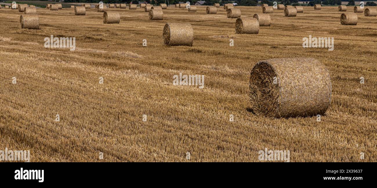 Stapel von Stroh-Ballen Heu, in Stapel links nach der Ernte von Weizen Ohren, landwirtschaftlichen Feld mit gesammelten Pflanzen ländlichen gerollt. Stockfoto