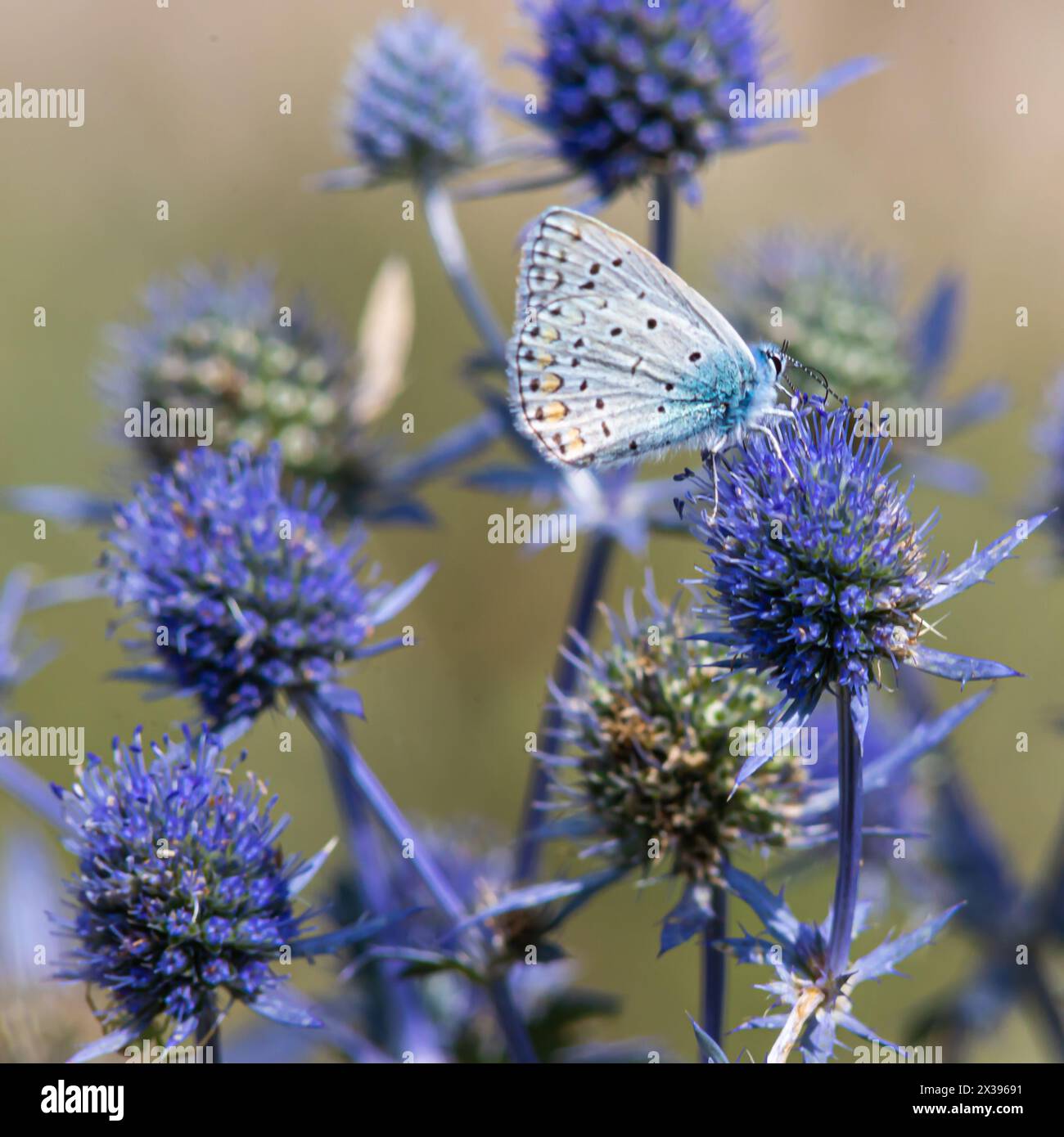 Eine stachelige Blume. Blaue Distelblumen, Eryngium planum, blauer Eryngo. Blühende lila wilde Disteln. Blauer Schmetterling auf einer blauen stacheligen Blume. Stockfoto