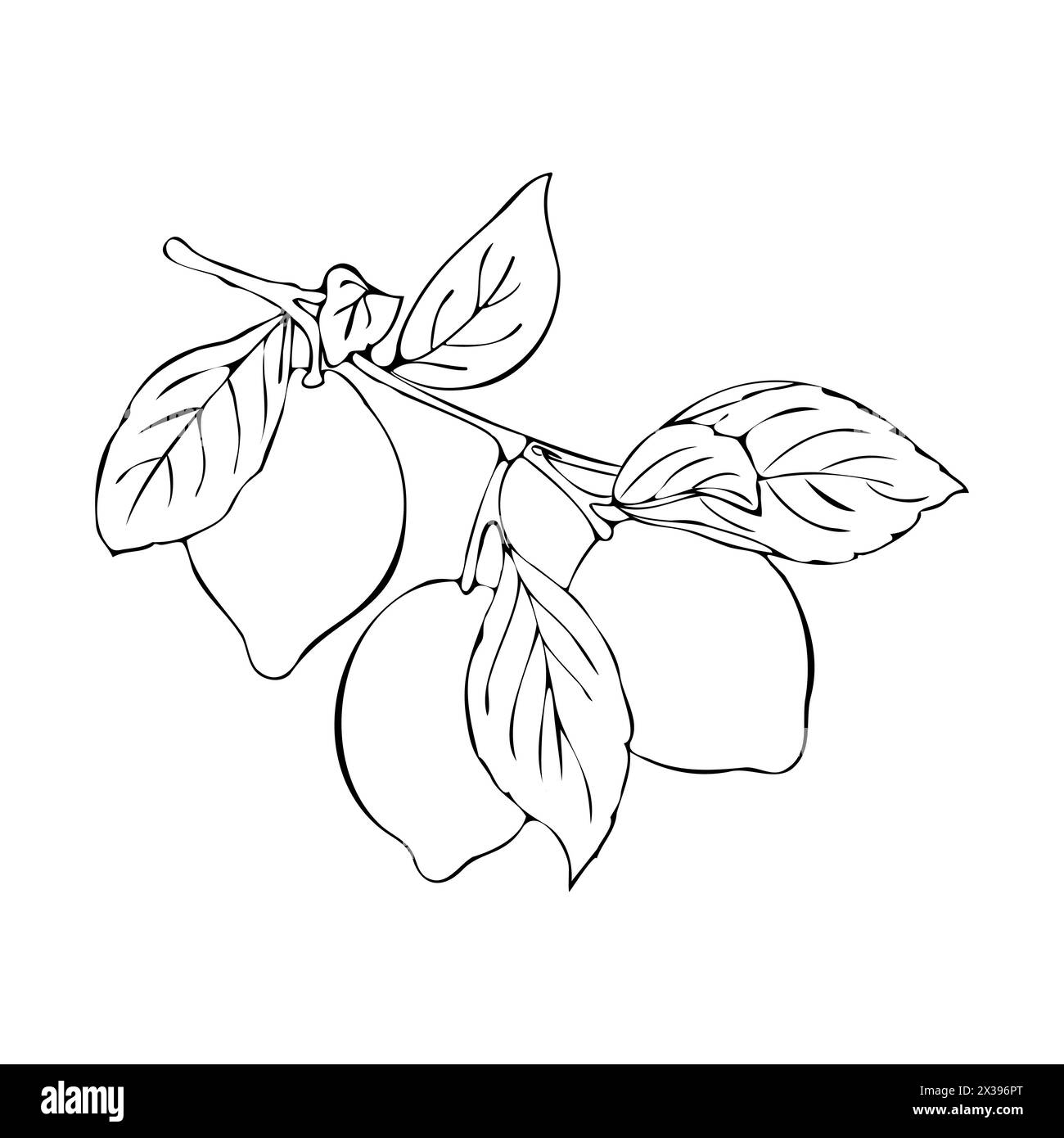 Kontur des Zweiges mit Früchten von Zitrusfrüchten Limette oder Zitrone, handgezeichnete Skizze, isoliert, weißer Hintergrund. Vektorabbildung Stock Vektor