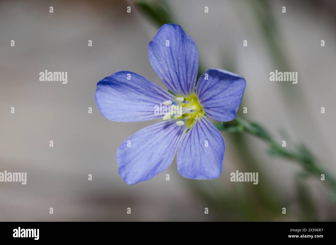 Wiesenflachs, Linum pratense Stockfoto