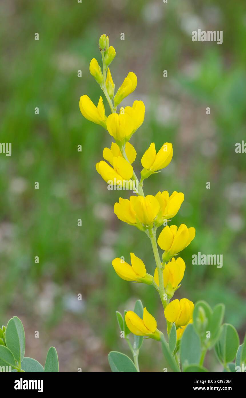 Gelb Wild Indigo, Baptizia sphaerocarpa Stockfoto