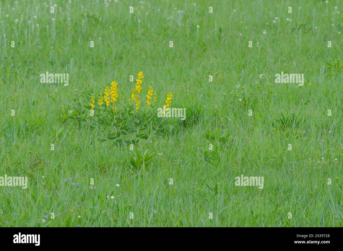 Gelb Wild Indigo, Baptizia sphaerocarpa Stockfoto