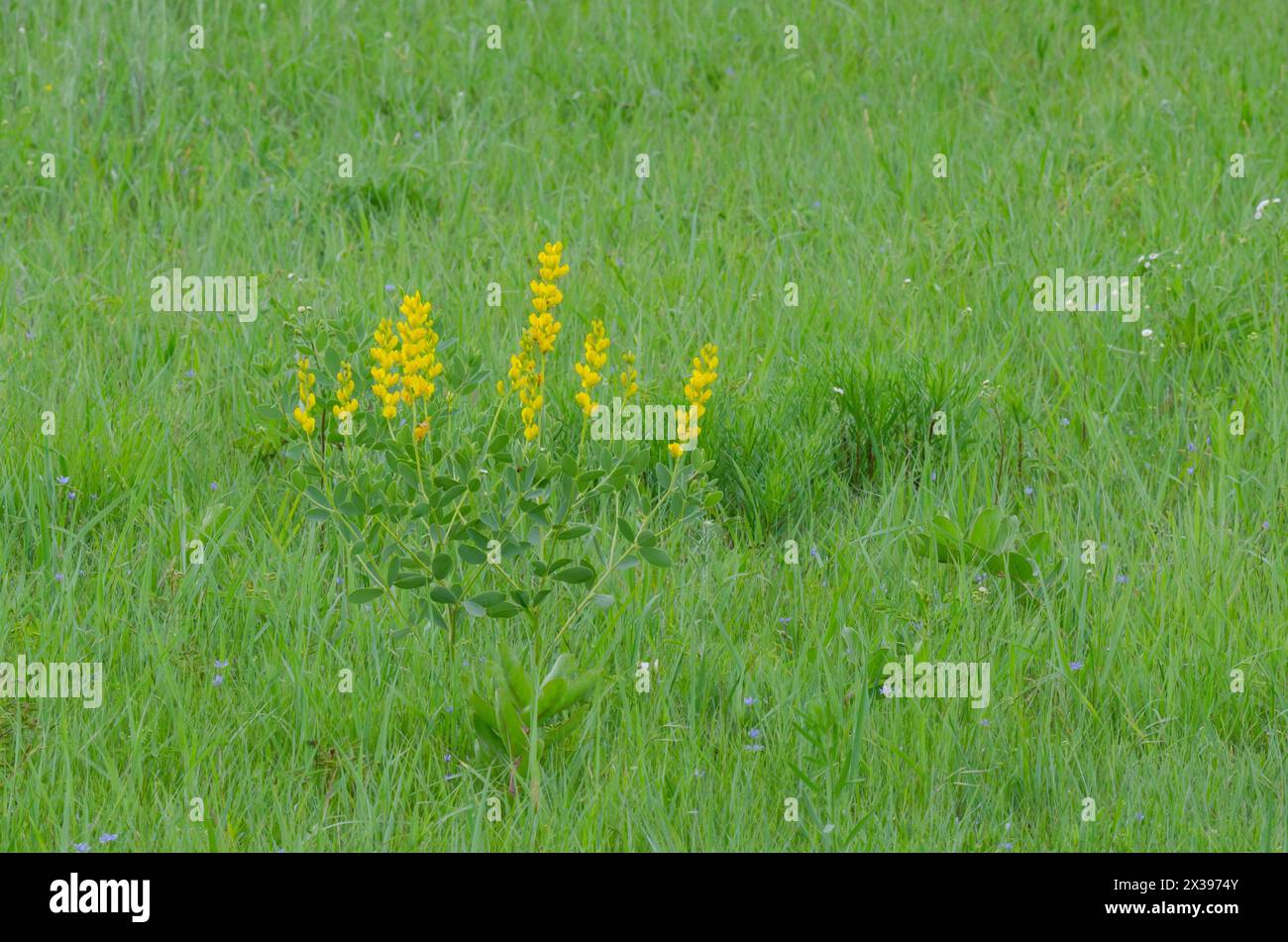 Gelb Wild Indigo, Baptizia sphaerocarpa Stockfoto