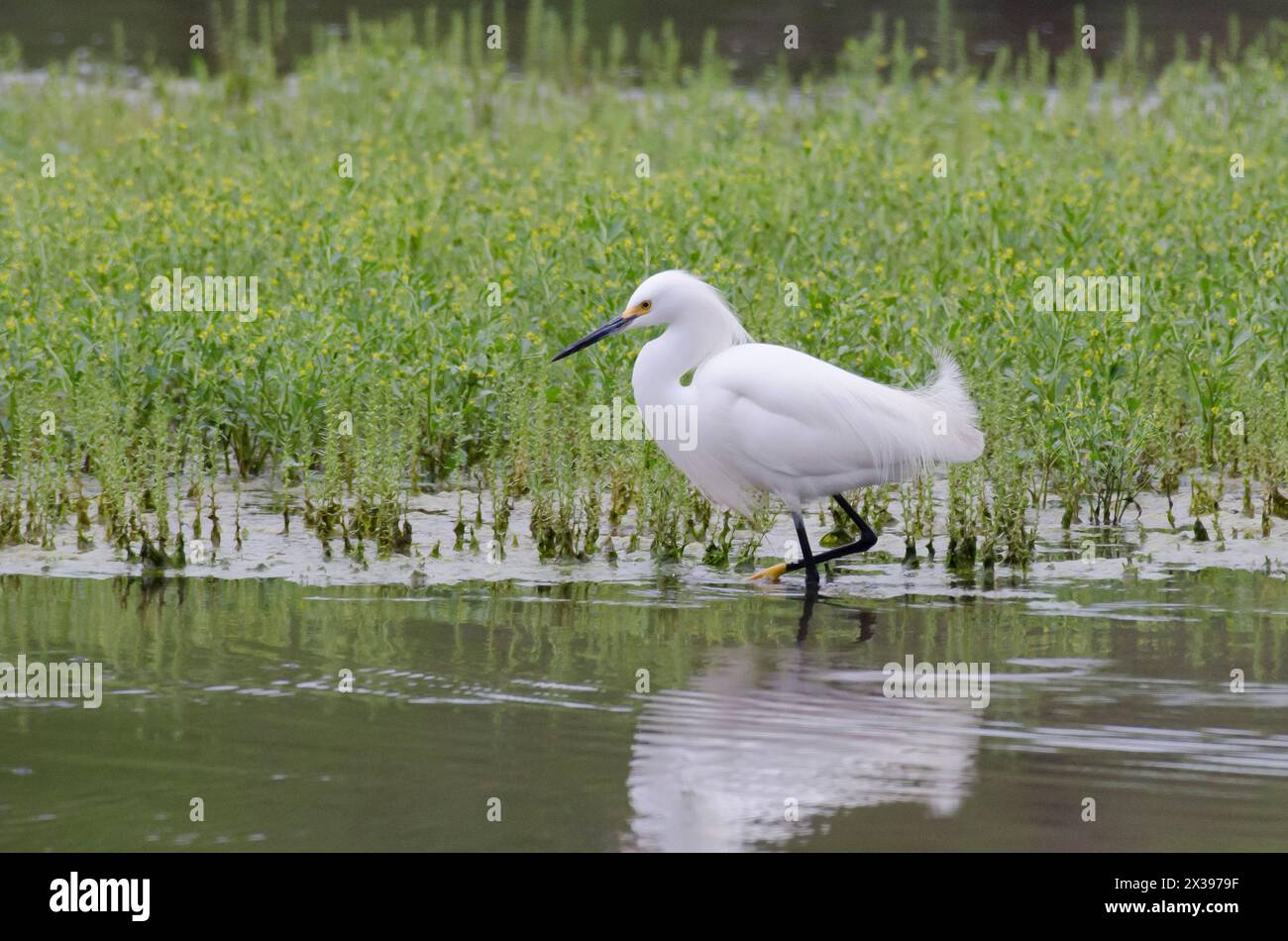 Snowy Reiher, Egretta unaufger Stockfoto