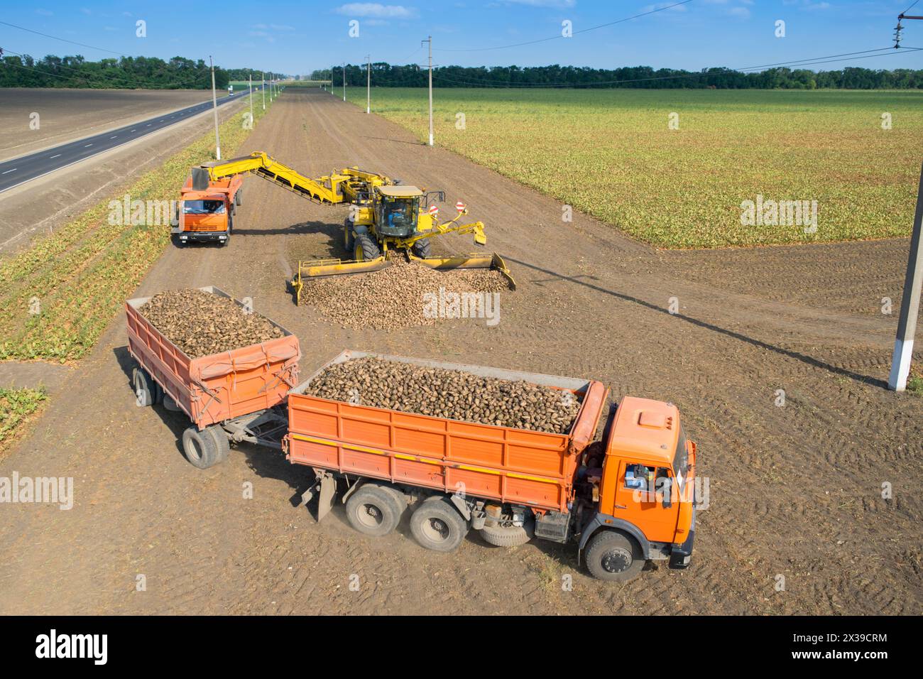 REGION KRASNODAR, RUSSLAND - 19. August 2015: Maschinenladung von Zuckerrüben in LKW nach Überlauf an sonnigen Tagen, 2015 in der Region Krasnodar erreichte der Ertrag Stockfoto