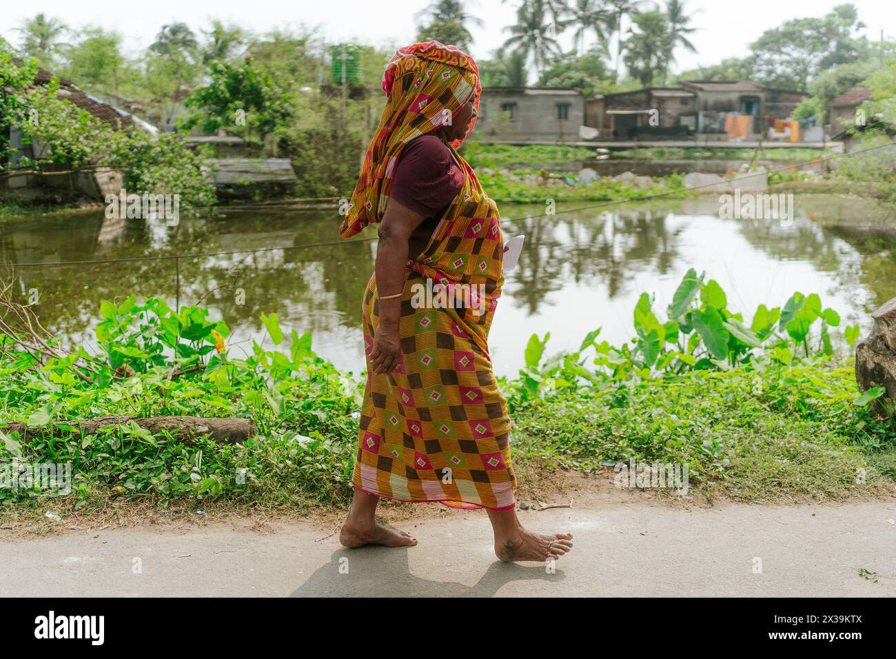 Sundarbans, Indien - 20. Oktober 2023: Alte indische Frau im traditionellen Sari, die auf unbefestigten Straßen in einem Dorf im ländlichen Indien spaziert. Begriff der Armut und der Inf Stockfoto