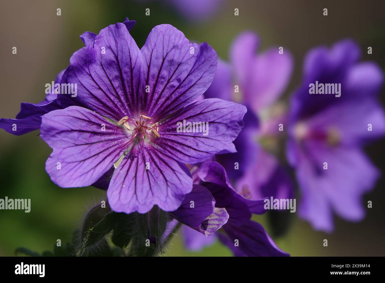 UK Sommer, lila Kranschnabel (Geranium) Blumen Stockfoto