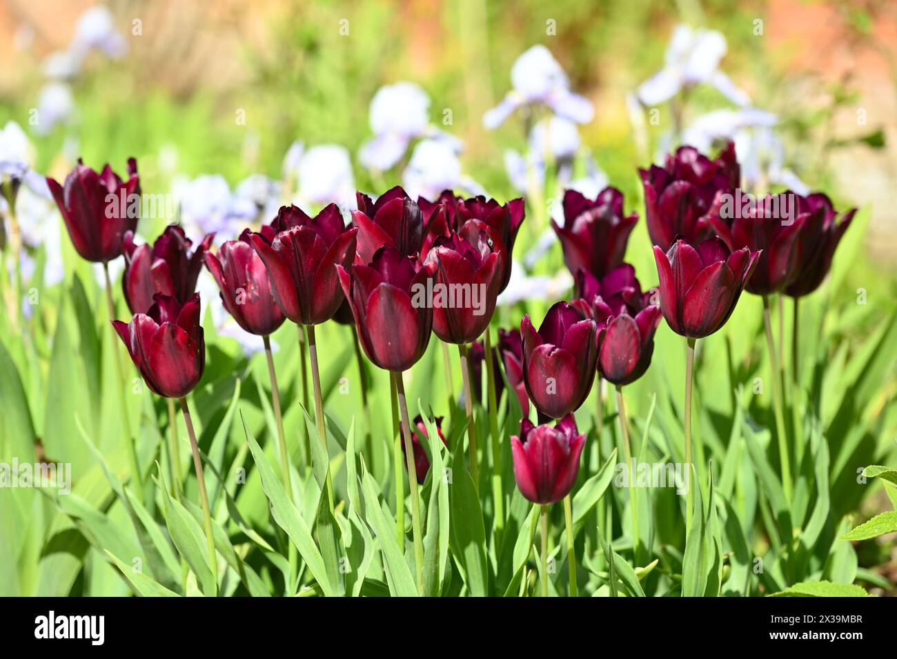 Satte tiefrote Frühlingsblumen der Triumph-Tulpe Jan Reus, die im britischen Garten im April wächst Stockfoto