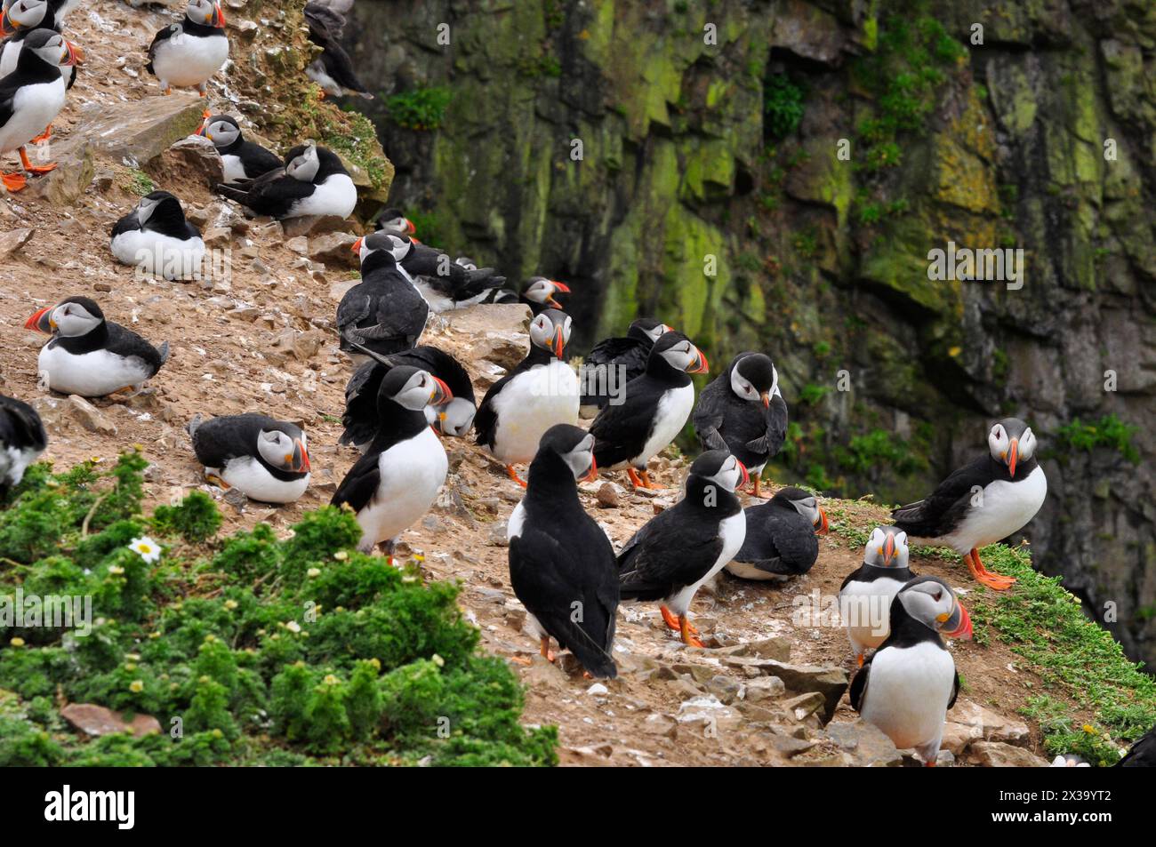 Puffinkolonie, pelagische Seevögel, Fratercula artica, auf der Klippe der Insel Skomer während der Brutsaison, Skomer Island, National Nature Reserv Stockfoto