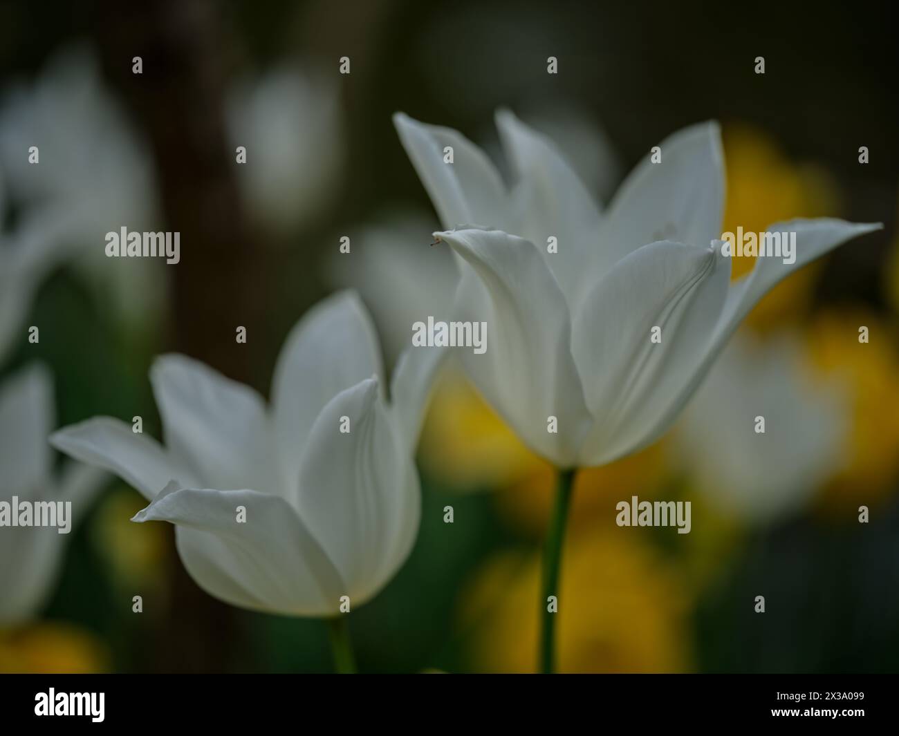 WEISSE Colofrul farbenfrohe Tulpe aus nächster Nähe Stockfoto