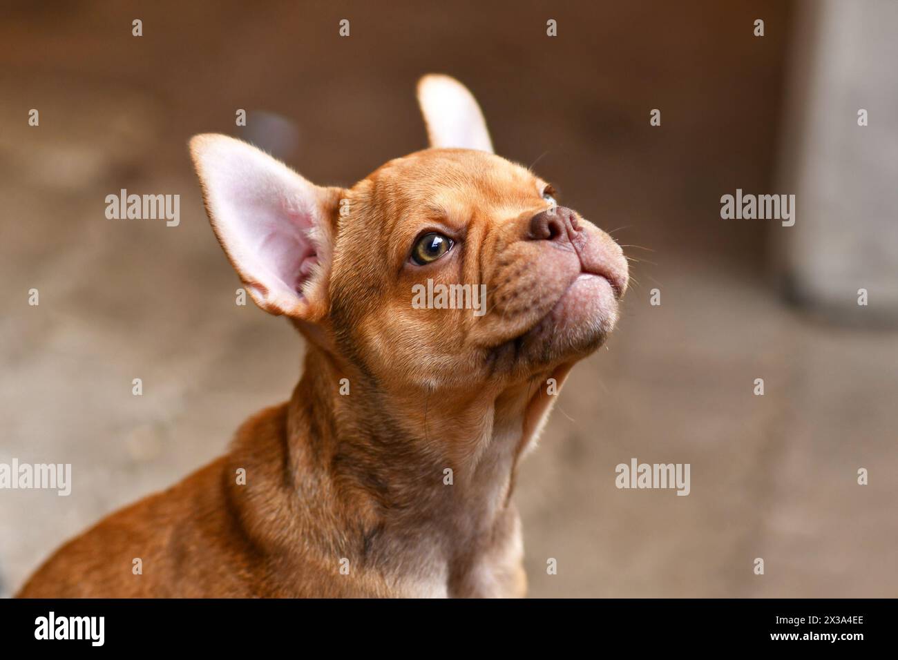 Isabella Sable französischer Bulldog Hund Welpe Stockfoto
