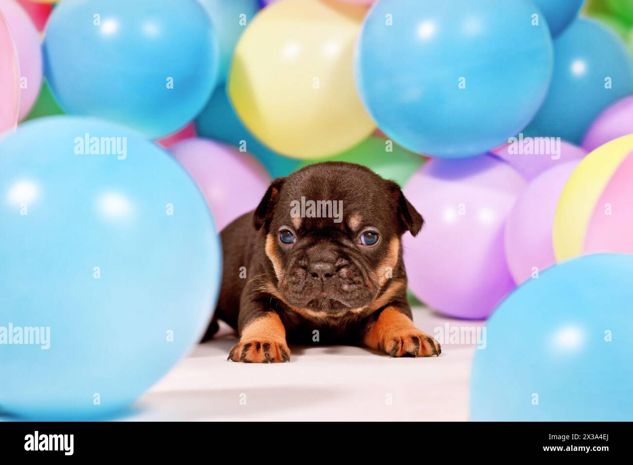 Junger brauner französischer Bulldoghund-Welpe zwischen bunten Ballons Stockfoto