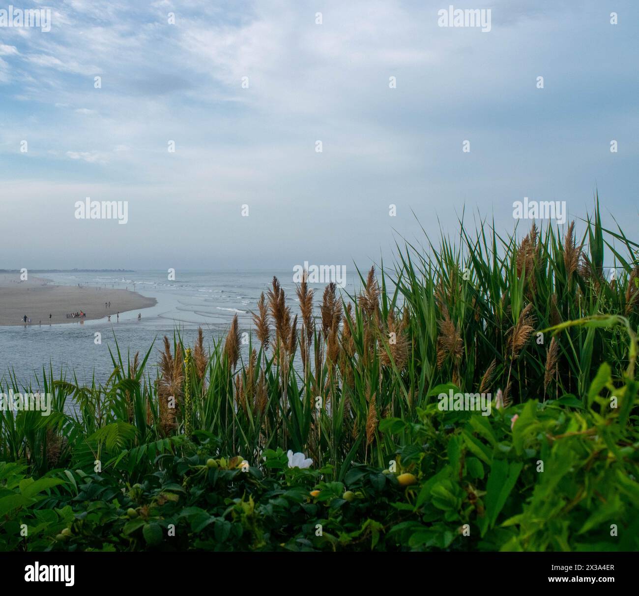 Grüne Farne und Stiele teilen die Küste von Neuengland Stockfoto