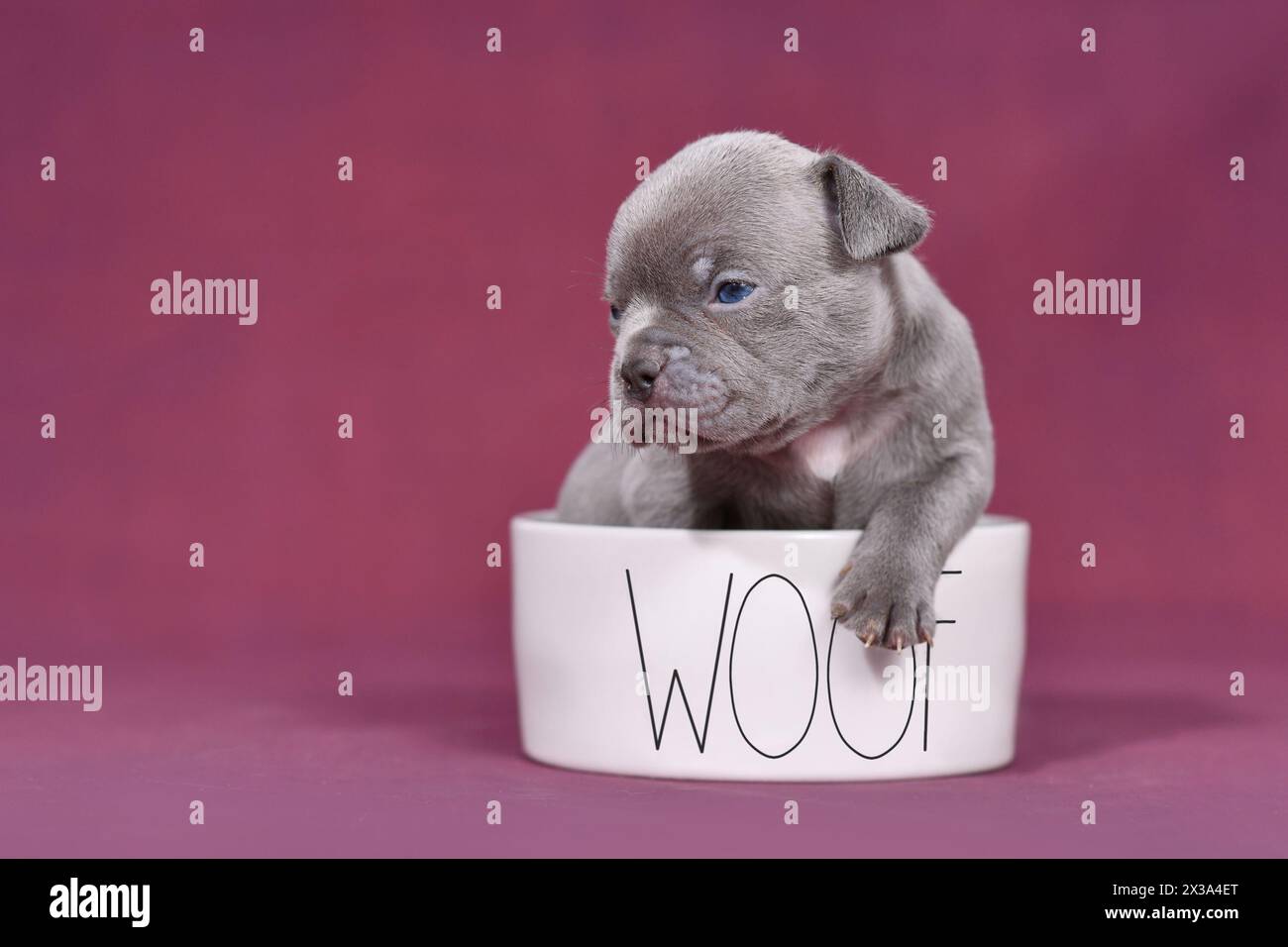 Vier Wochen junger reinrassiger französischer Bulldog-Welpe in Hundeschüssel mit Text „The Boss“ Stockfoto