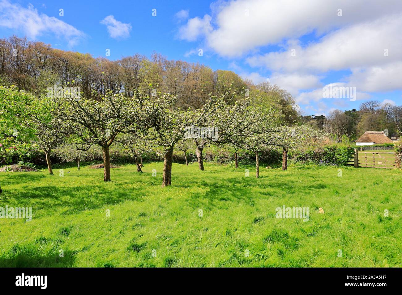 Apfelgarten im Frühling im Kennixton Farmhouse, St. Fagan's National Museum of History. Vom April 2024. Stockfoto