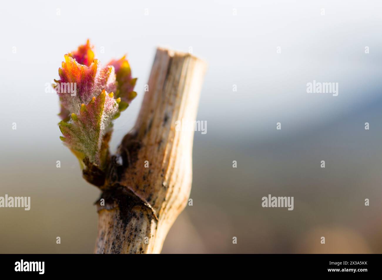 Der jährliche Wachstumszyklus der Weinreben ist der Prozess, der jedes Jahr im Weinberg stattfindet, beginnend mit der Knospenpause im Frühjahr. . Stockfoto