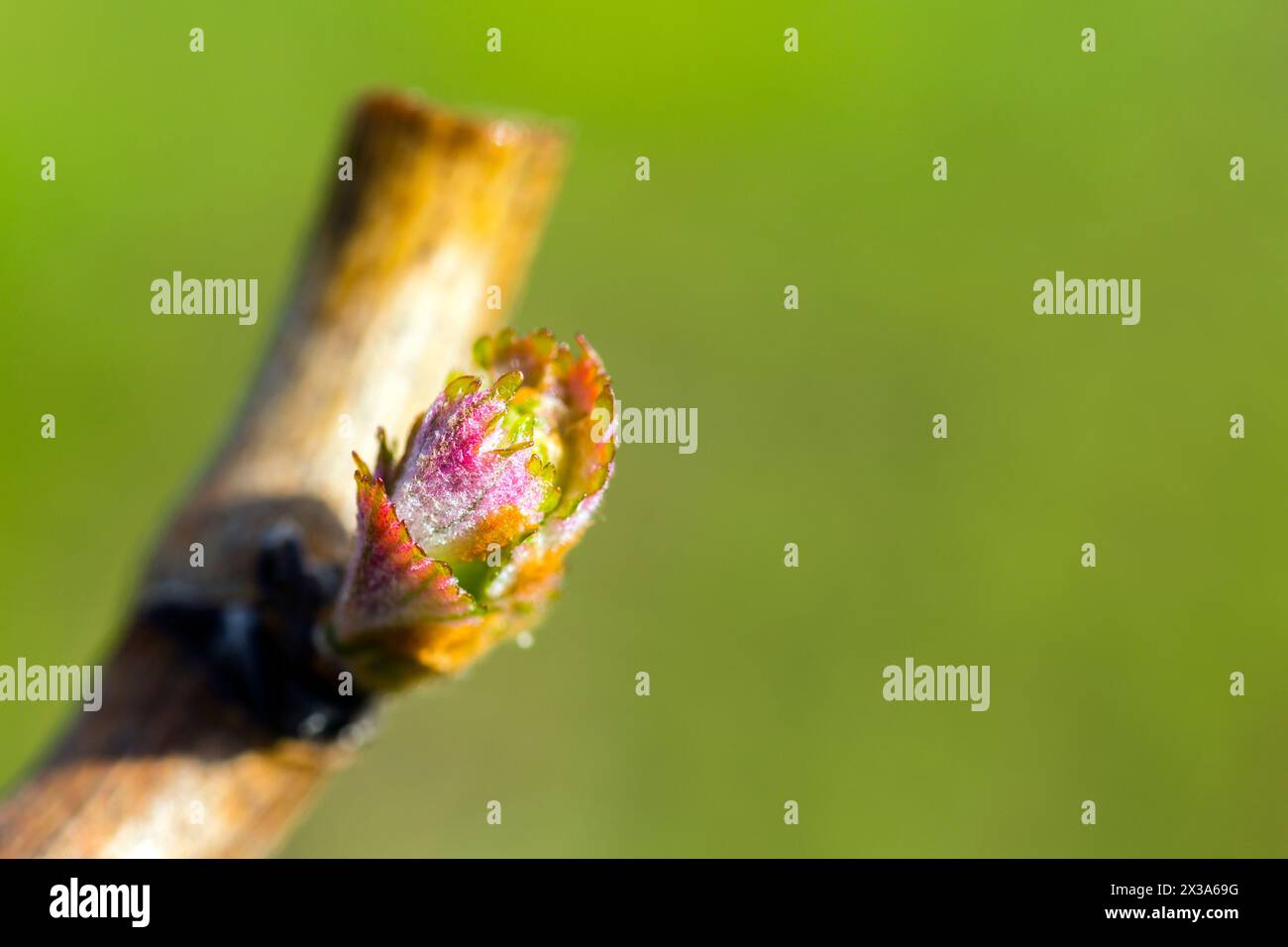 Der jährliche Wachstumszyklus der Weinreben ist der Prozess, der jedes Jahr im Weinberg stattfindet, beginnend mit der Knospenpause im Frühjahr. . Stockfoto