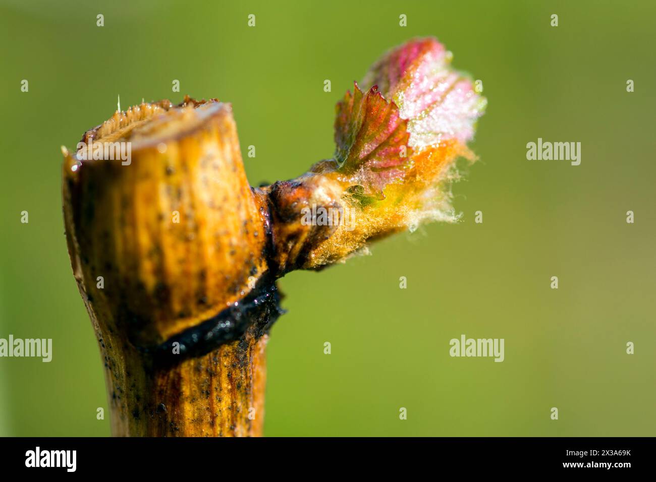 Der jährliche Wachstumszyklus der Weinreben ist der Prozess, der jedes Jahr im Weinberg stattfindet, beginnend mit der Knospenpause im Frühjahr. . Stockfoto