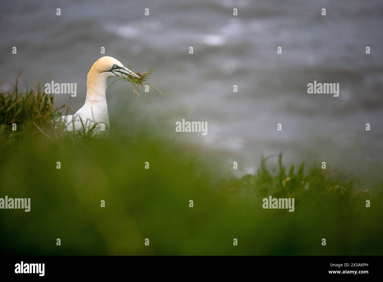 Gannet, Morus bassanus, sammelt Nistmaterial in Bempton Cliffs, East Riding, Yorkshire, Vereinigtes Königreich. April 2024 Stockfoto