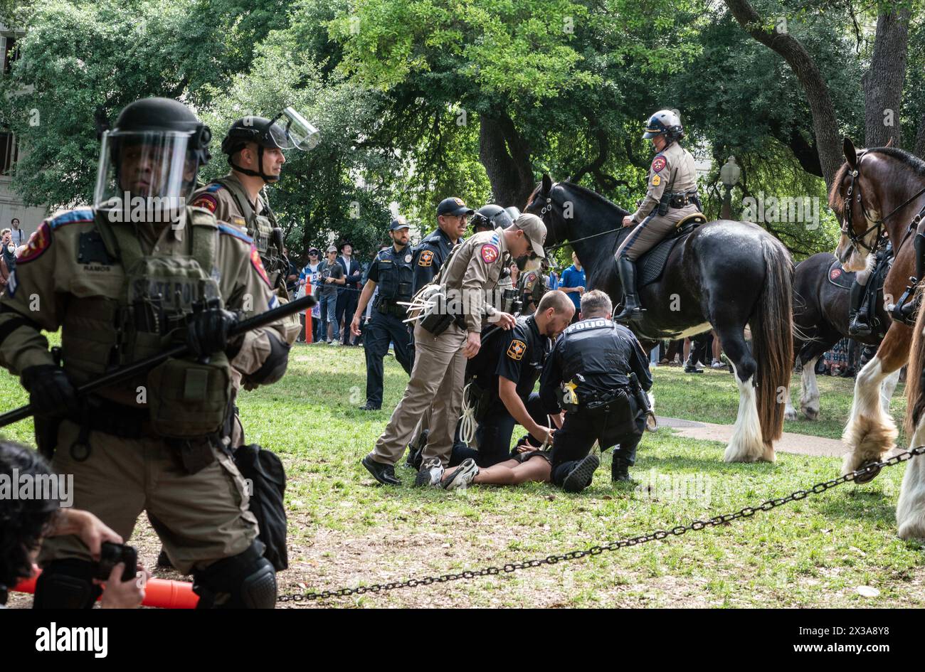 Austin, Texas, USA. April 2024. Die Studenten der University of Texas hielten einen friedlichen Protest auf dem Campus ab. Strafverfolgungsbeamte, einschließlich der State Troopers, verhafteten 60 Personen, einschließlich Studenten und einige Fakultäten. Abbott drückte seine Unterstützung für die Verhaftungen aus, nachdem er im letzten Monat einen Befehl erlassen hatte, der die Schulen dazu aufforderte, ihre Politik der Meinungsfreiheit zu aktualisieren und das zu bestrafen, was als "'die starke Zunahme antisemitischer Reden und Handlungen auf Universitätsgeländen" beschrieben wurde. Der Gouverneur wählte palästinensische Gruppen aus. (Kreditbild: © Sandra Dahdah/ZUMA Press Wire) NUR REDAKTIONELLE VERWENDUNG! Nicht für kommerzielle Zwecke Stockfoto
