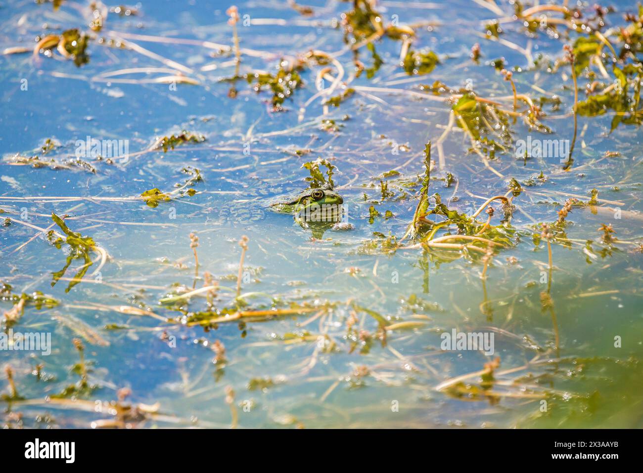 Pelophylax kl. Esculentus/Speisefrosch im Retention Tank Ricanka von Uhrineves, Prag, Tschechische republik Stockfoto