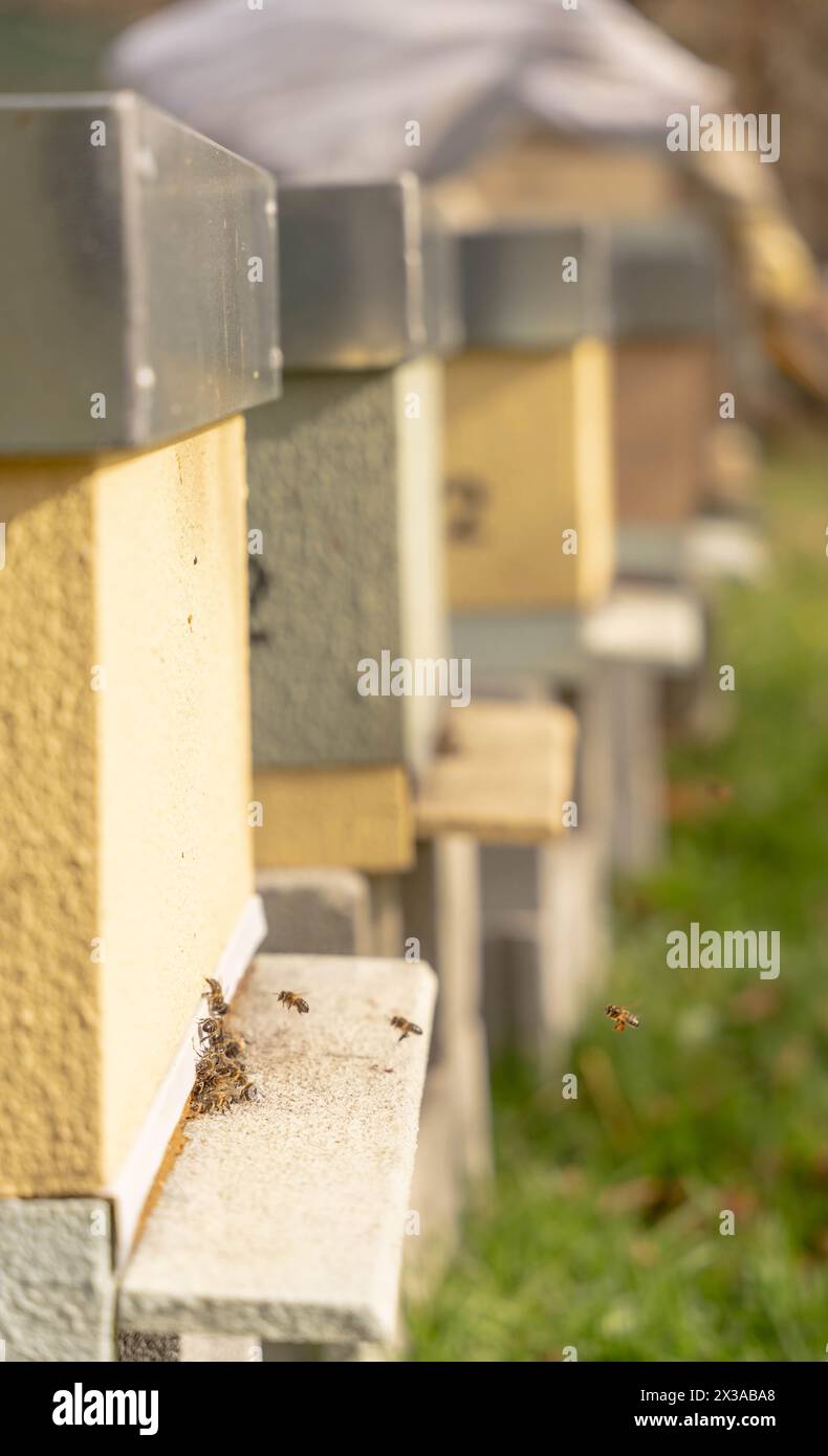 Bienen im Bienenstock Stockfoto