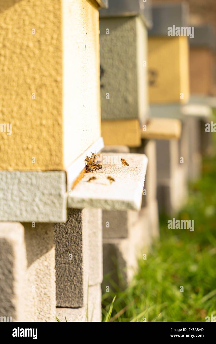 Bienen im Bienenstock Stockfoto